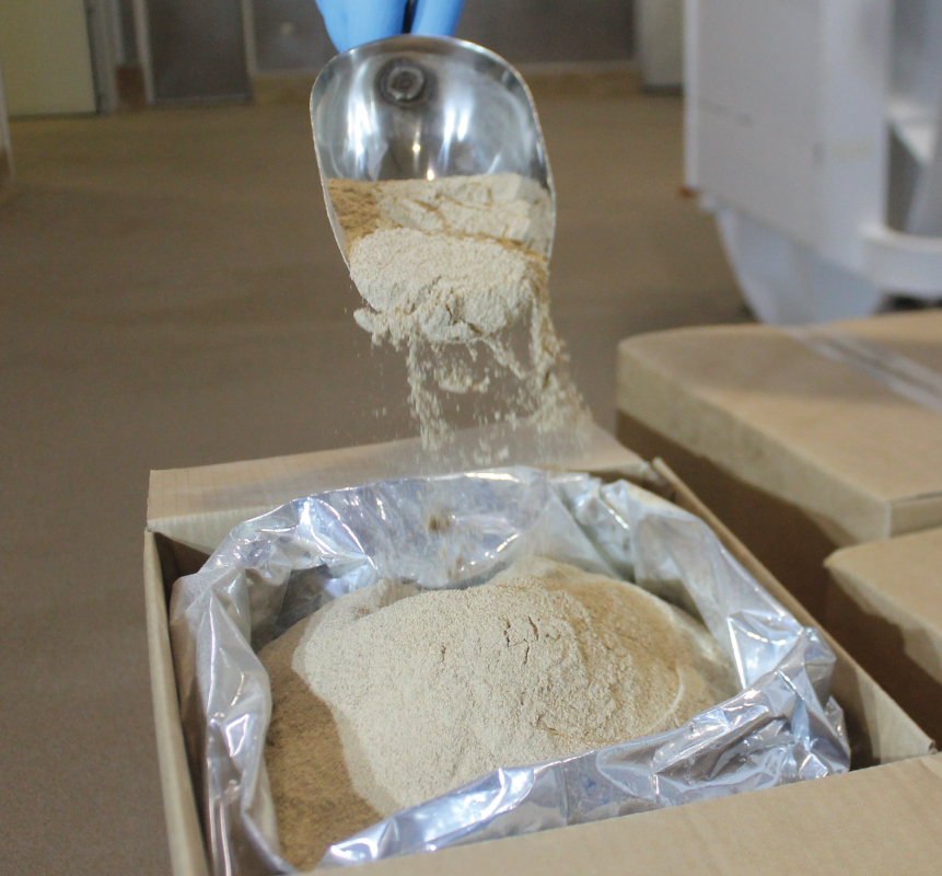 mussel powder